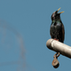 Illustration for article titled The World War II Tool That Changed How We Listen To Birdsong